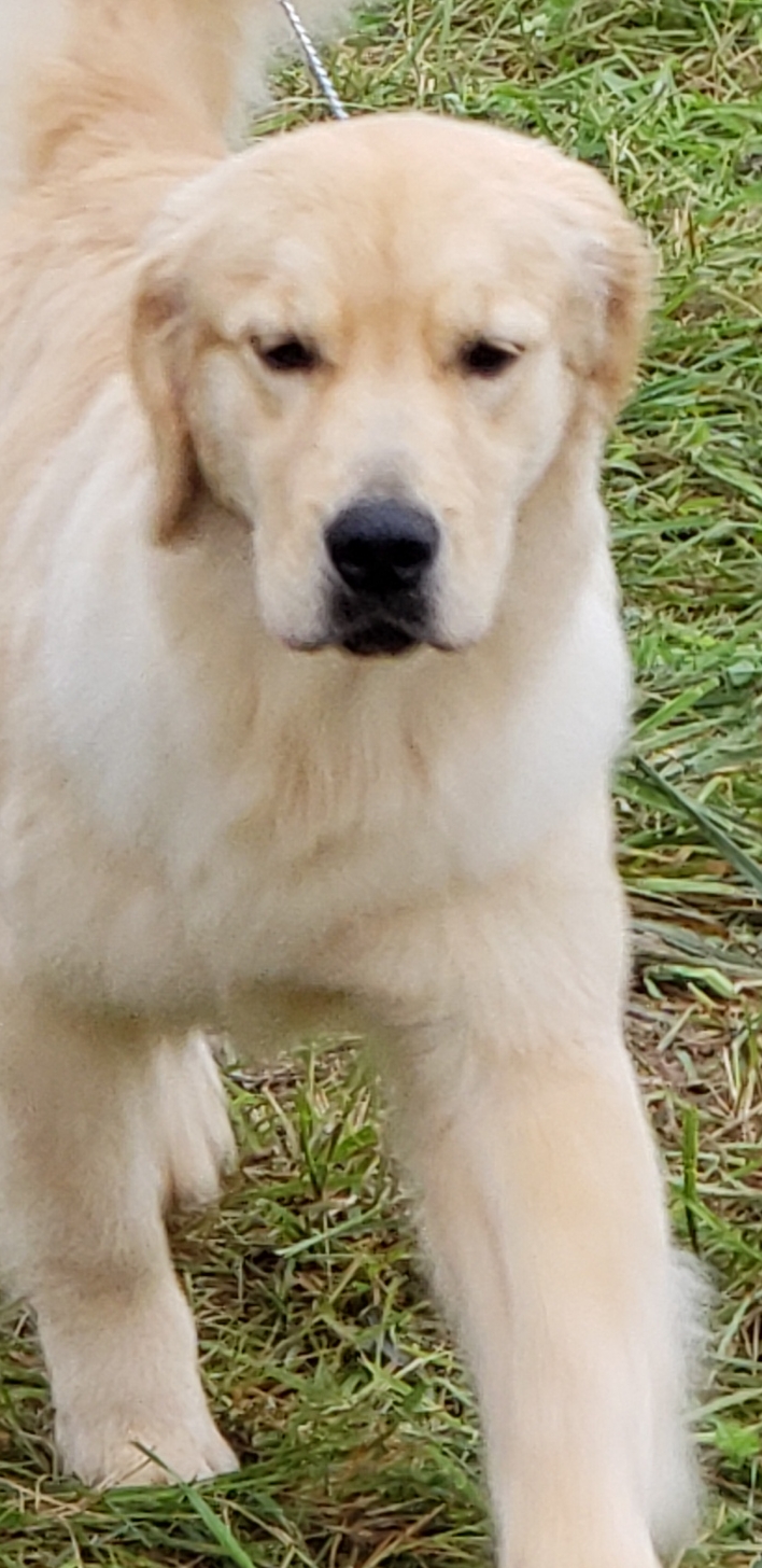 Casey's Bewitched (Phoebe) and Casey's Nevermore (Raven) Casey's Bee